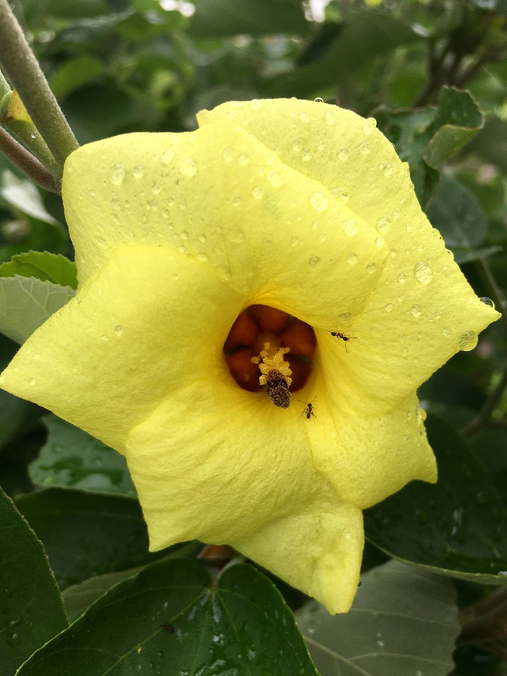 f:id:huukyou:20200712055640j:plain