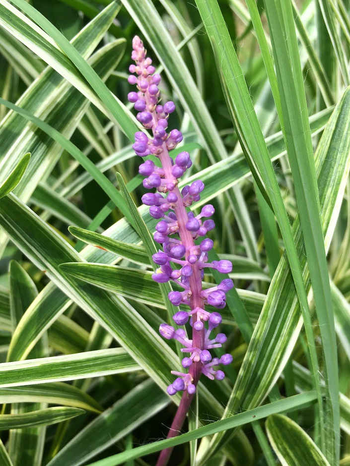 f:id:huukyou:20200723045907j:plain f:id:huukyou:20200723045907j:plain