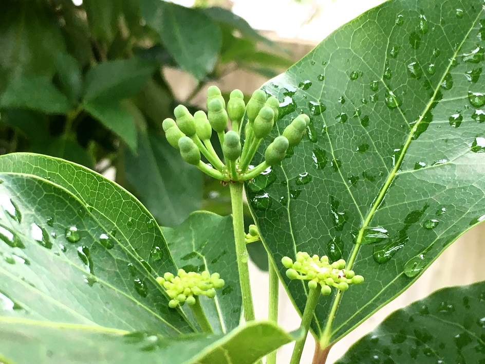 f:id:huukyou:20200729042845j:plain f:id:huukyou:20200729042845j:plain