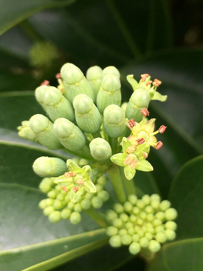 f:id:huukyou:20200729042935j:plain f:id:huukyou:20200729042935j:plain