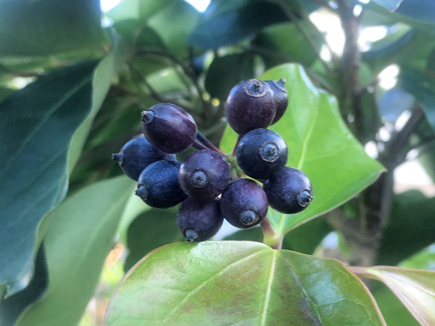 f:id:huukyou:20200729042950j:plain f:id:huukyou:20200729042950j:plain