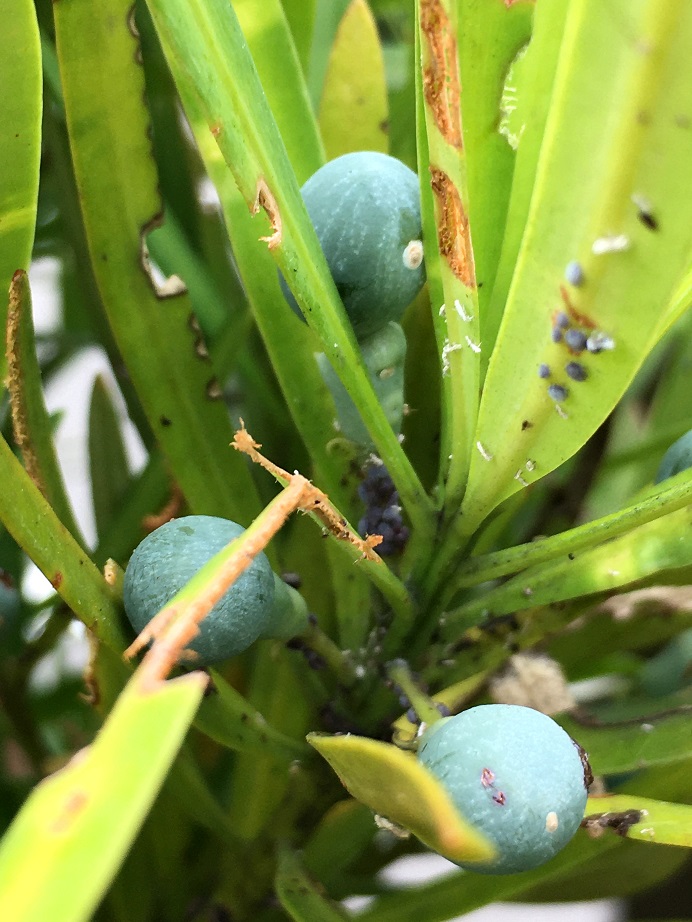 f:id:huukyou:20200821045634j:plain f:id:huukyou:20200821045634j:plain