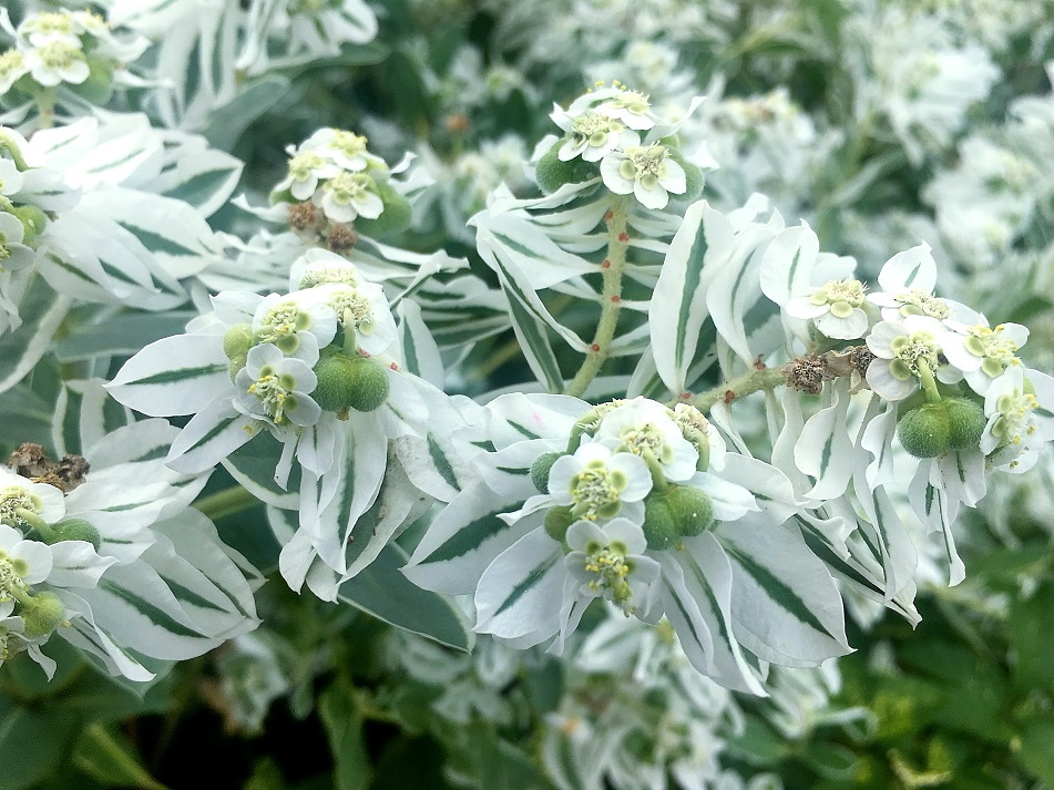 f:id:huukyou:20200905043515j:plain