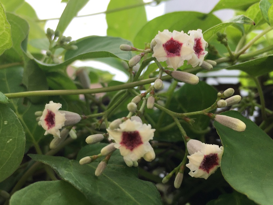 f:id:huukyou:20200908041010j:plain f:id:huukyou:20200908041010j:plain