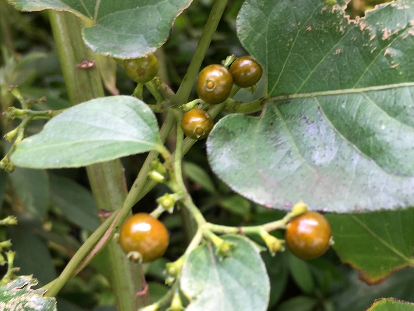 f:id:huukyou:20200908041050j:plain f:id:huukyou:20200908041050j:plain