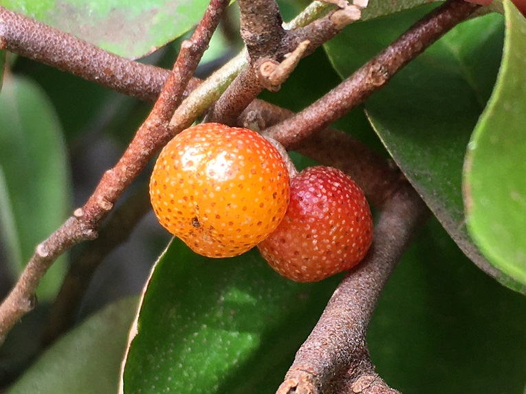 f:id:huukyou:20200929042937j:plain