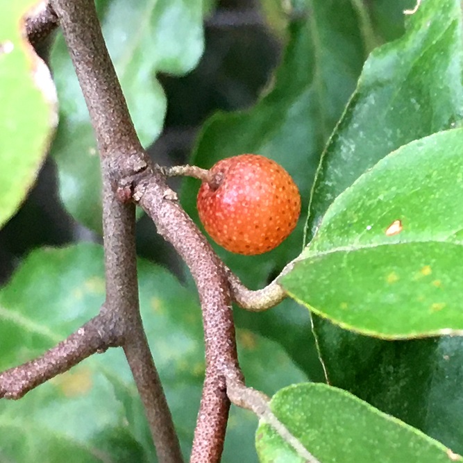 f:id:huukyou:20200929042958j:plain