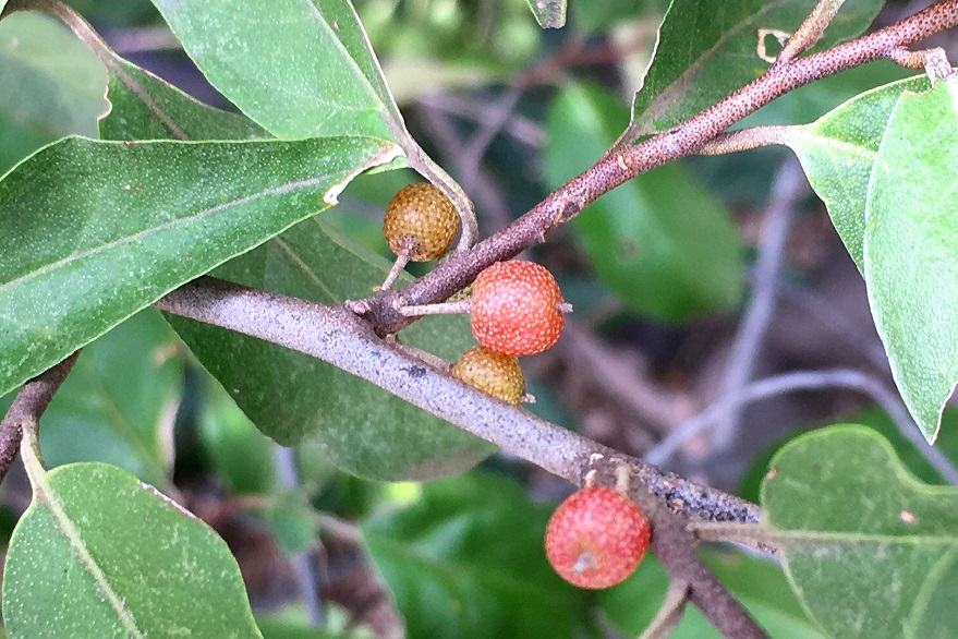 f:id:huukyou:20200929043029j:plain