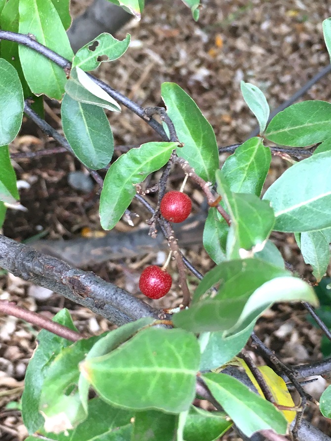 f:id:huukyou:20200929043048j:plain