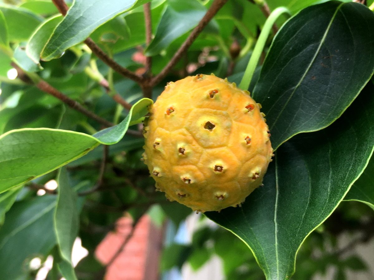 f:id:huukyou:20200930050402j:plain f:id:huukyou:20200930050402j:plain