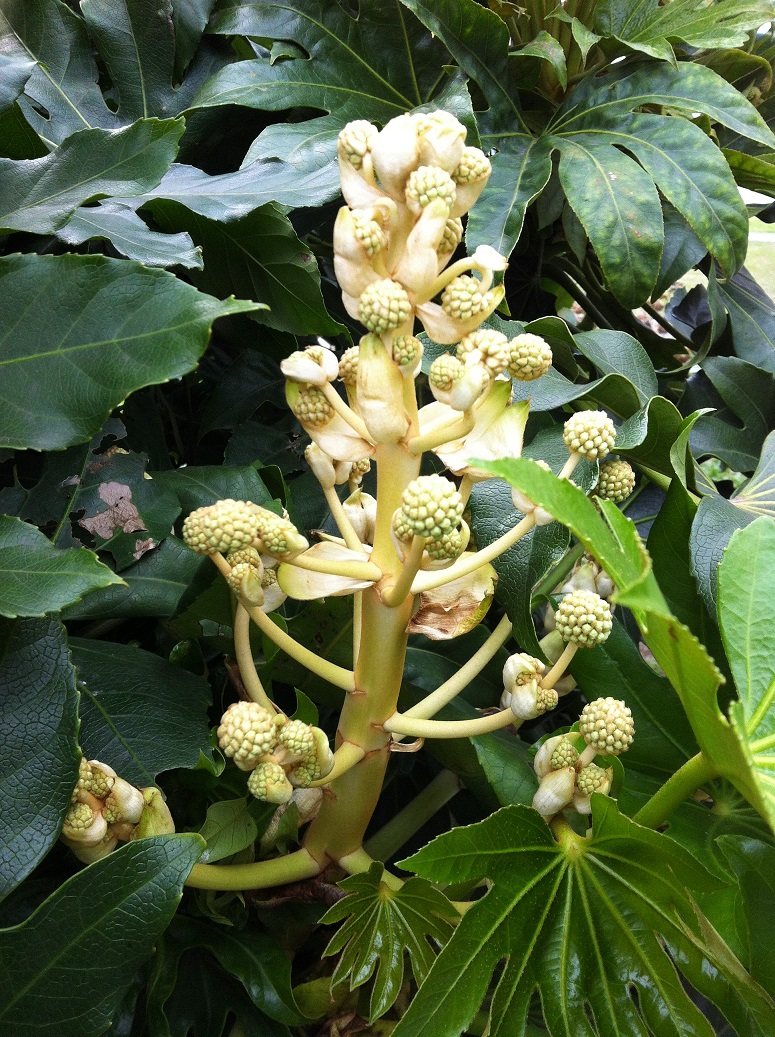 ヤツデの花 Humanoid K S Diary ヤツデの花 Humanoid K S Diary
