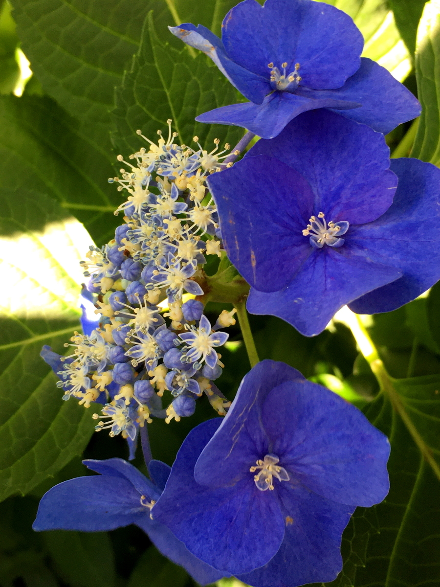 f:id:huukyou:20201116063109j:plain