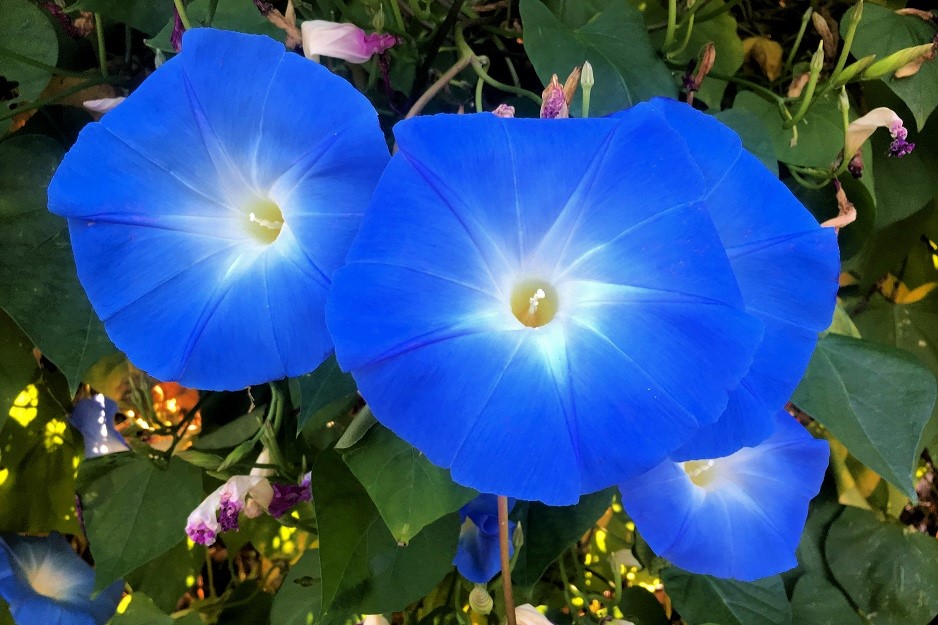f:id:huukyou:20201116063139j:plain