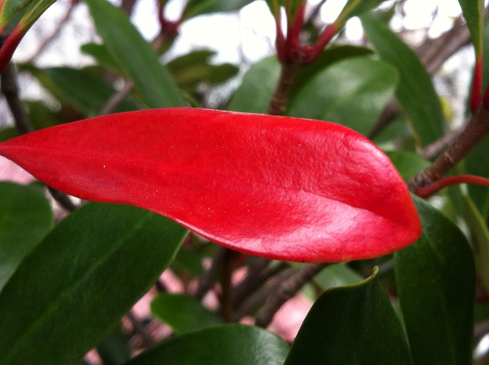 f:id:huukyou:20201117054525j:plain