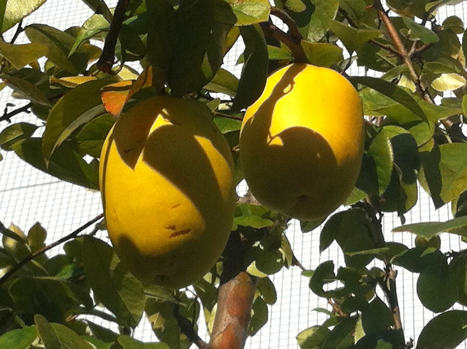 f:id:huukyou:20201126052807j:plain