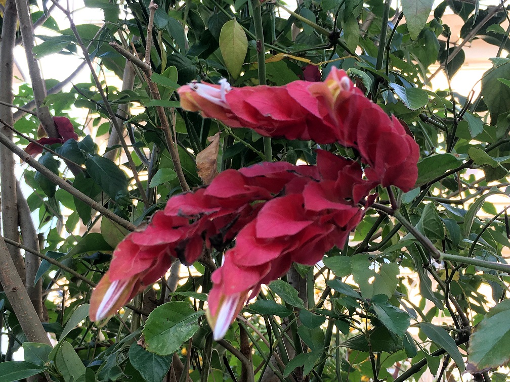 小海老草と狐の孫 Humanoid K S Diary