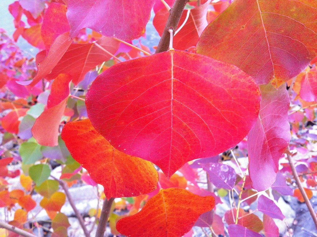 f:id:huukyou:20201224050848j:plain