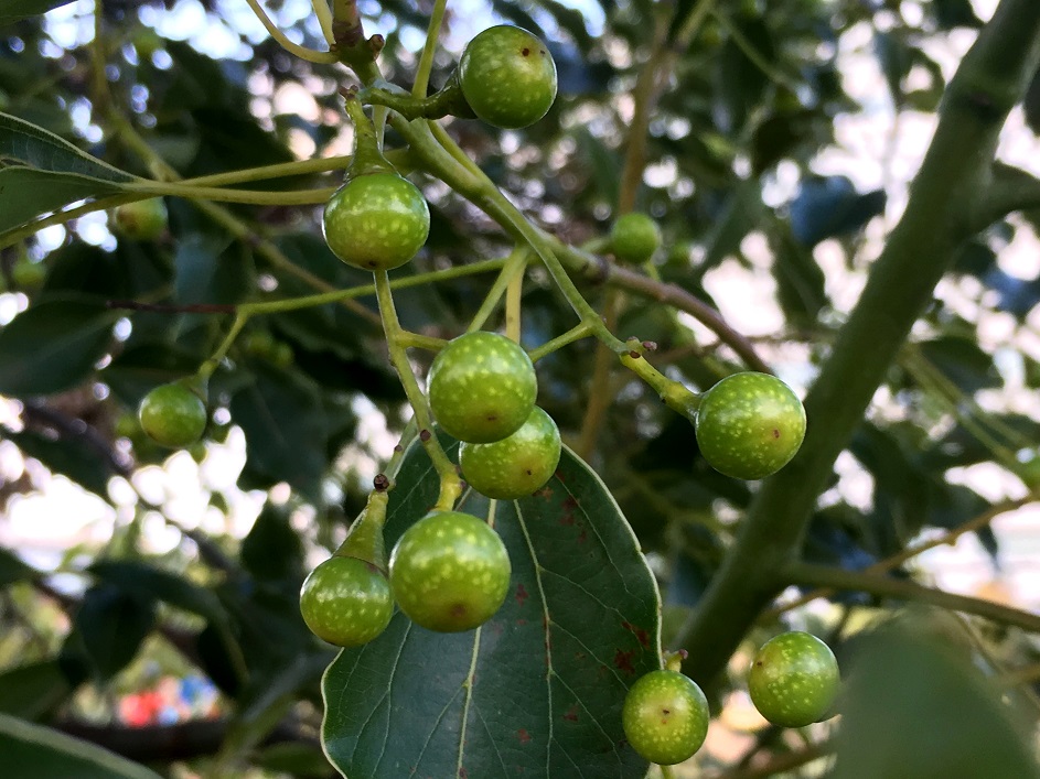 クスノキの実 - Humanoid K's diary