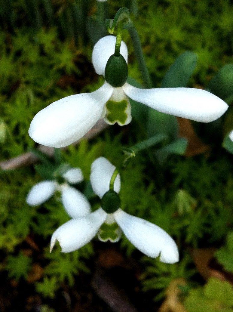 スノードロップの花 Humanoid K S Diary