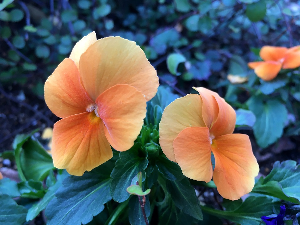 f:id:huukyou:20210210060246j:plain