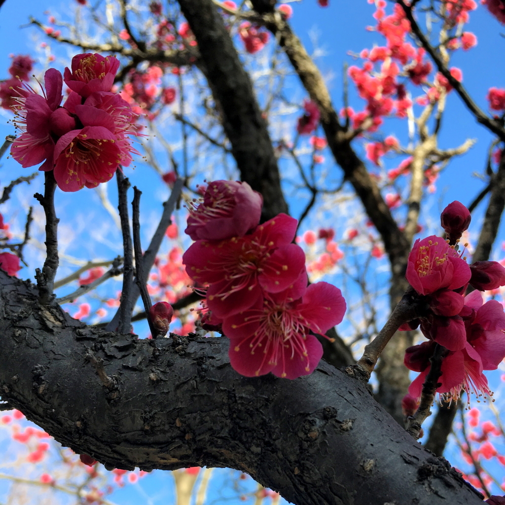 f:id:huukyou:20210213064943j:plain