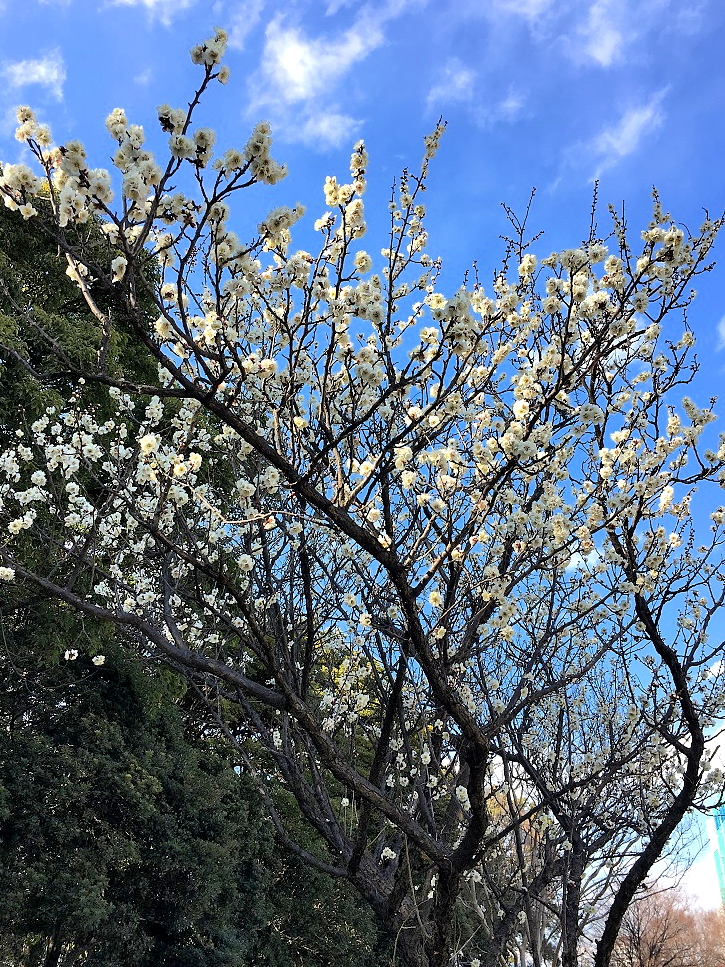 f:id:huukyou:20210213064959j:plain