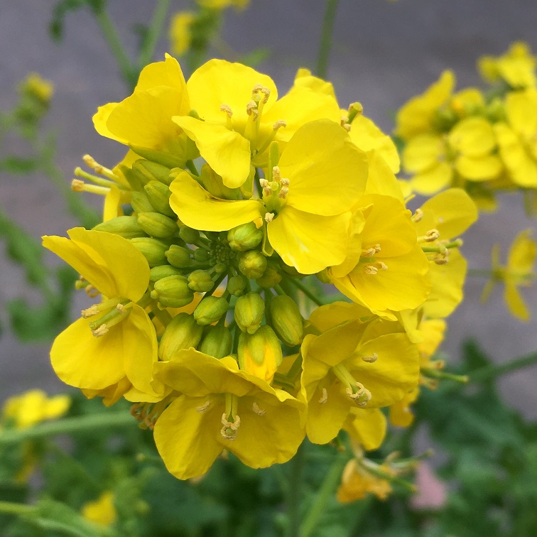 セイヨウアブラナの花 Humanoid K S Diary