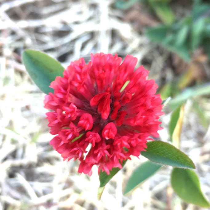 ストロベリーキャンドル ストロベリー・キャンドル | Trifolium incarnatum | かぎけん花図鑑