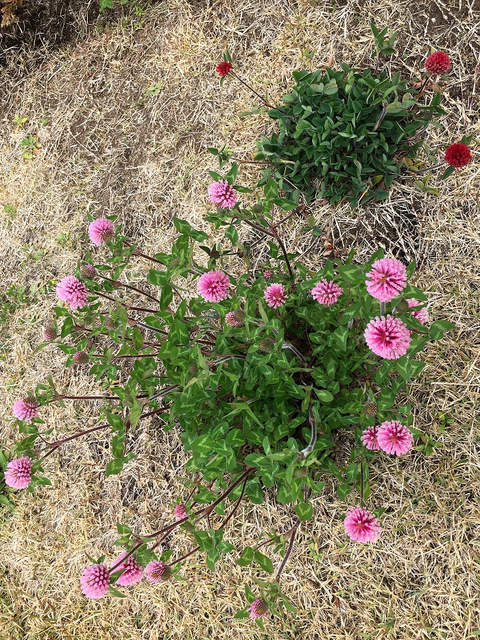 f:id:huukyou:20210313073448j:plain