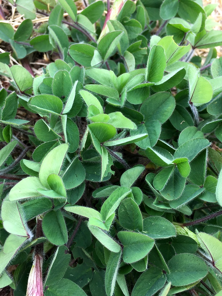 f:id:huukyou:20210313073534j:plain