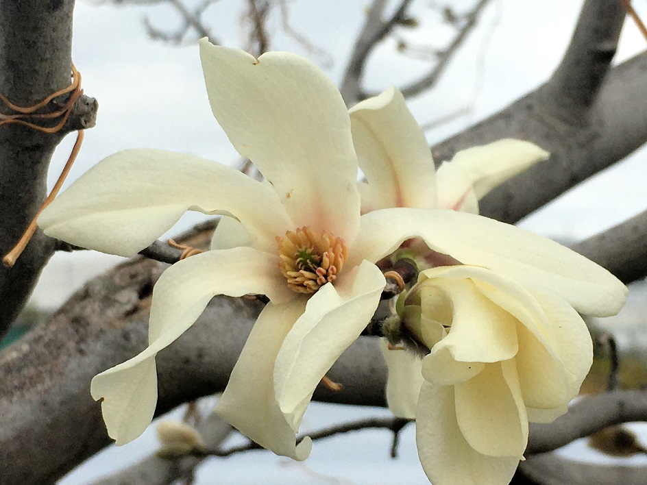 f:id:huukyou:20210316062006j:plain