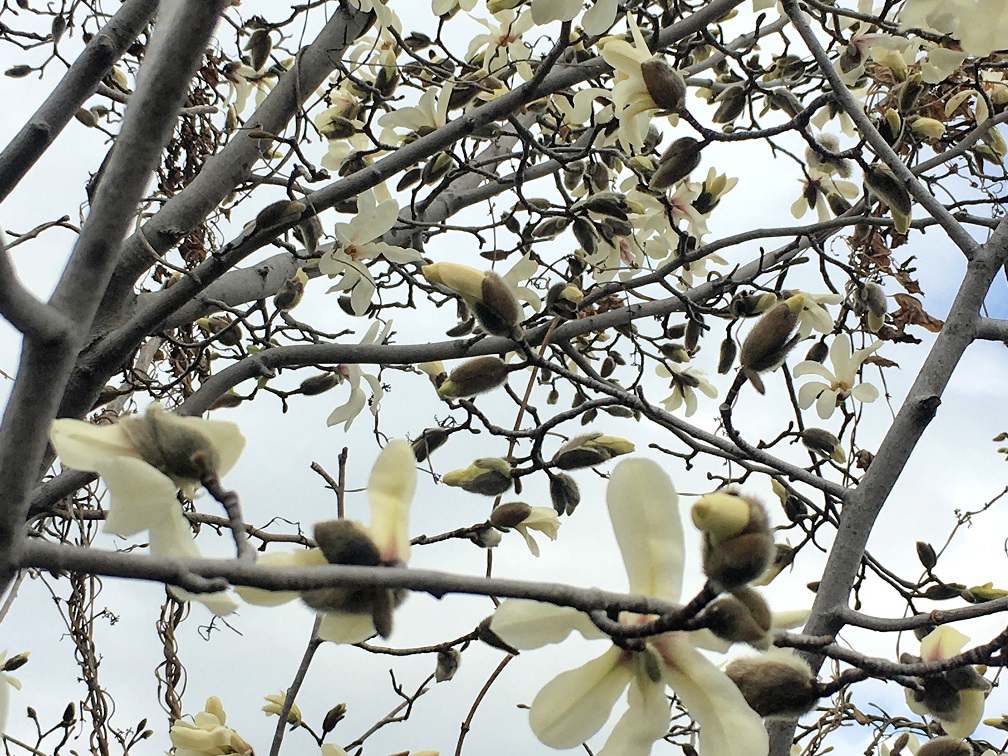 f:id:huukyou:20210316062025j:plain