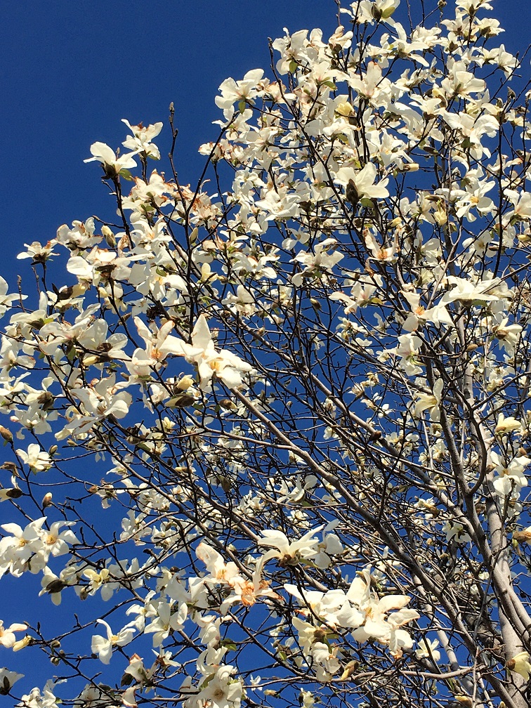 f:id:huukyou:20210316062046j:plain