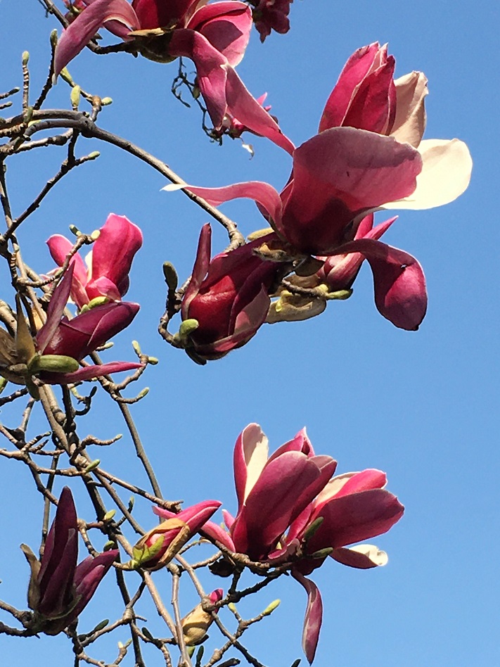 f:id:huukyou:20210319042737j:plain