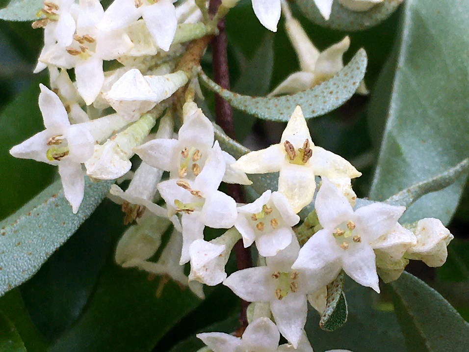 f:id:huukyou:20210329053905j:plain