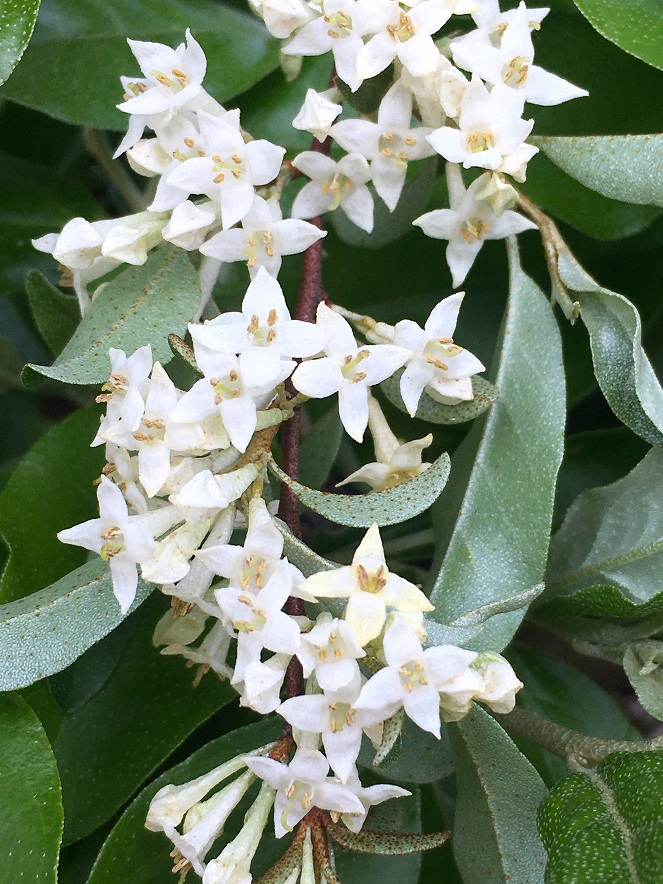 f:id:huukyou:20210329053922j:plain