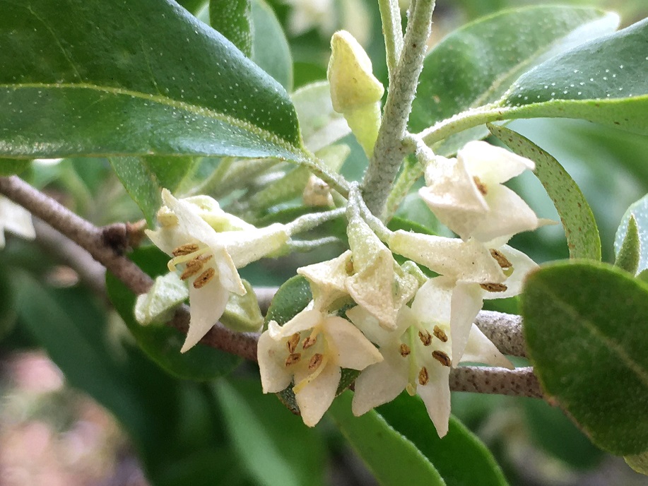 f:id:huukyou:20210329053948j:plain