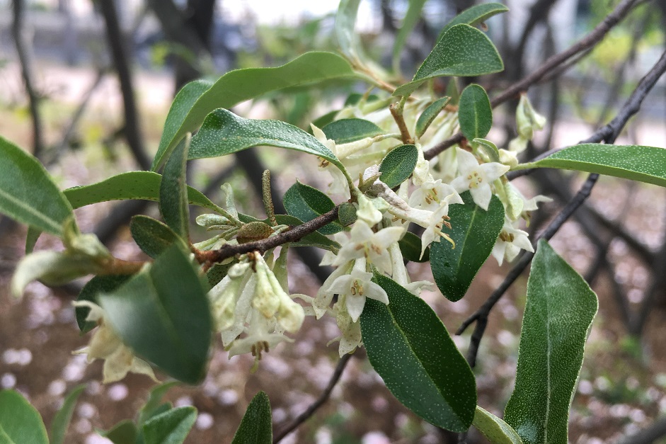 f:id:huukyou:20210329054012j:plain