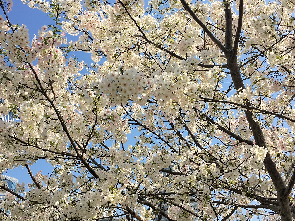 f:id:huukyou:20210330051005j:plain