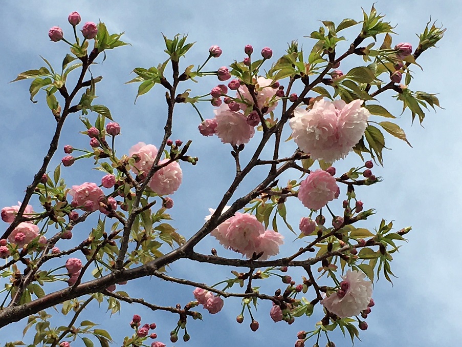 f:id:huukyou:20210330051038j:plain