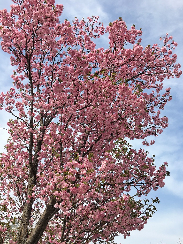 f:id:huukyou:20210330051102j:plain