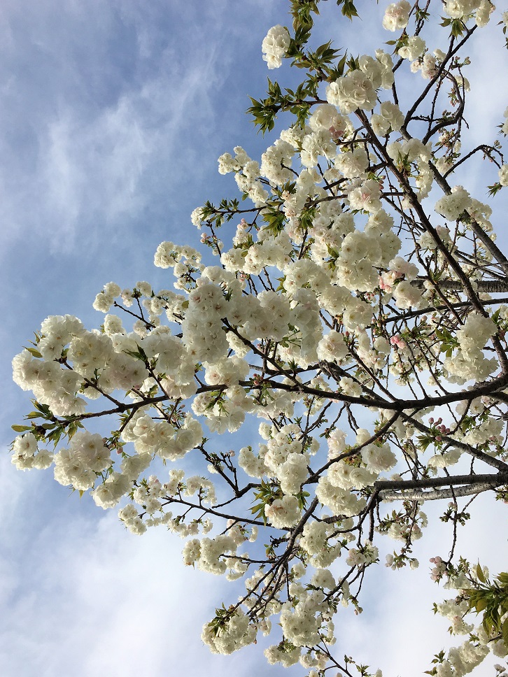 f:id:huukyou:20210330051127j:plain