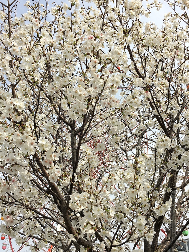 f:id:huukyou:20210330051152j:plain