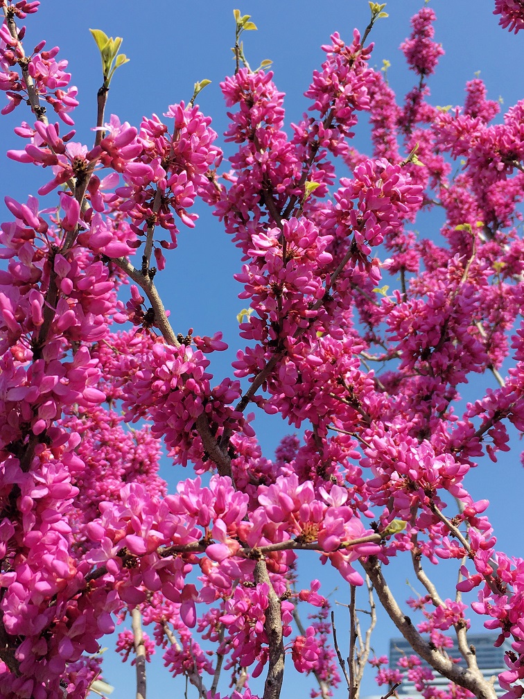 f:id:huukyou:20210401031259j:plain