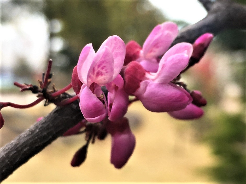 f:id:huukyou:20210401031526j:plain