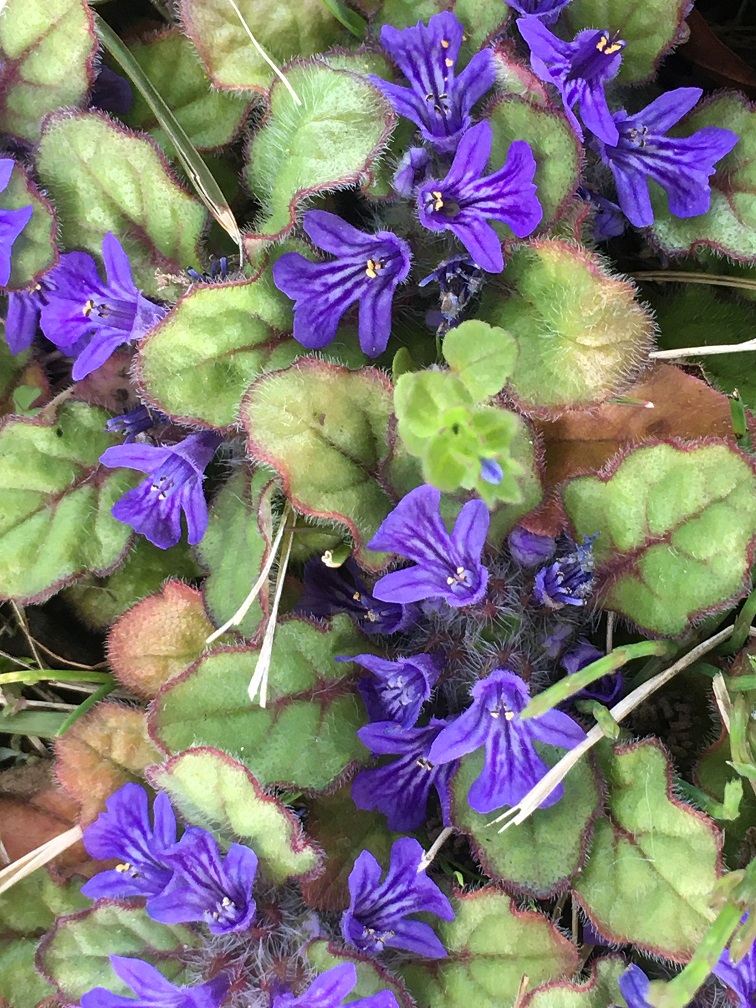 f:id:huukyou:20210405223815j:plain