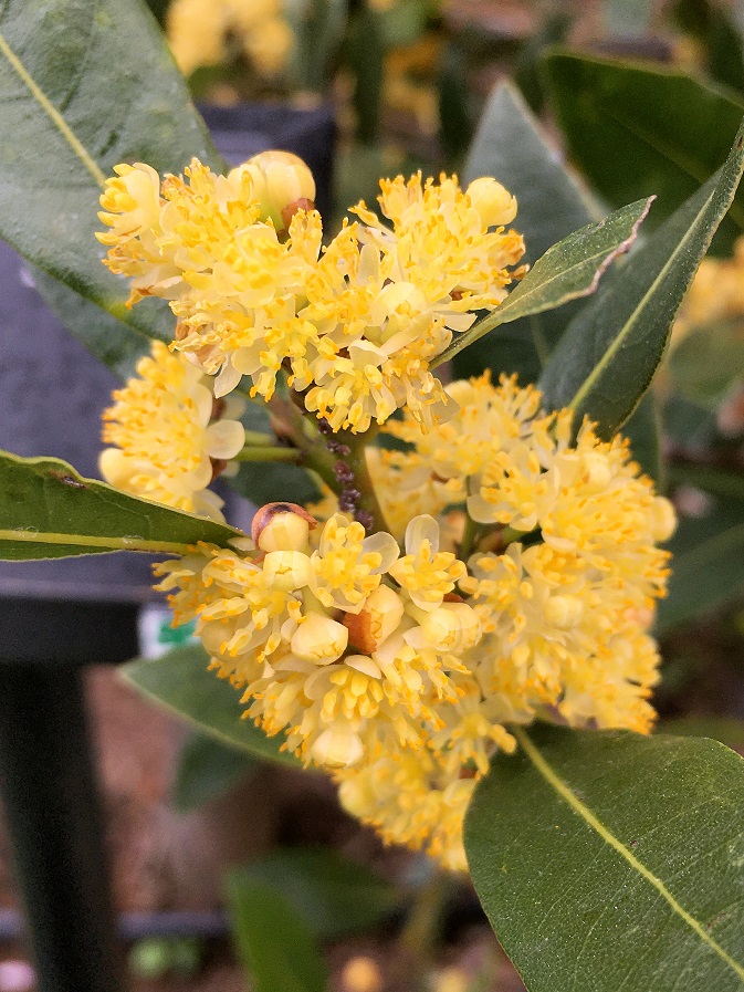 f:id:huukyou:20210413052356j:plain