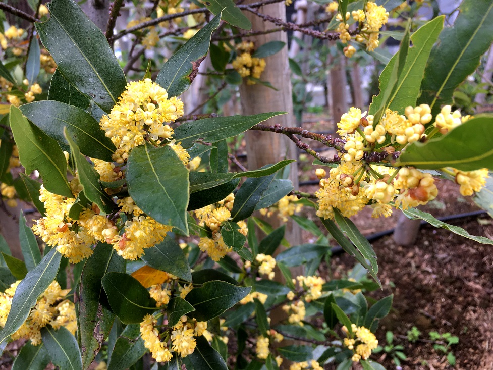 f:id:huukyou:20210413052417j:plain