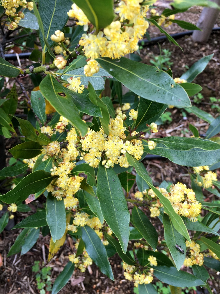 f:id:huukyou:20210413052439j:plain