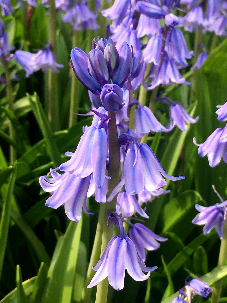 f:id:huukyou:20210414040421j:plain